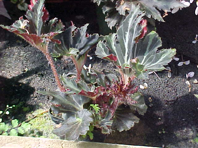 B. ‘Flaminco’